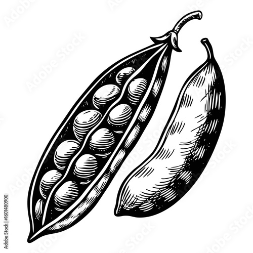 Hand-drawn lentils depicting lentil dal with pods and beans. Lentil dal is a staple dish in many cultures; this image shows fresh ingredients with an open pod revealing its contents,