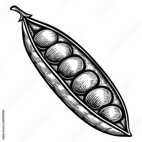 Lentil dal ingredient illustration showcases lentils in their pod. Lentil dal features lentils in their natural casing with textured details for cooking inspiration.