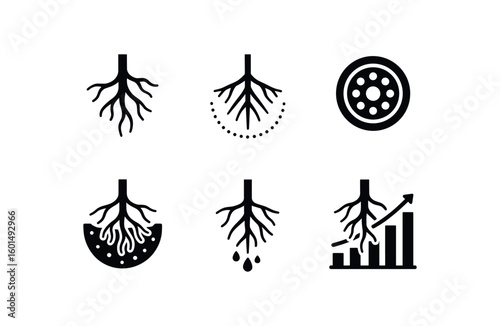 solid icon isolated roots lateral branch roots absorption zone roots corte layer roots rhizosphere soil roots root eudate profile roots root growth chart