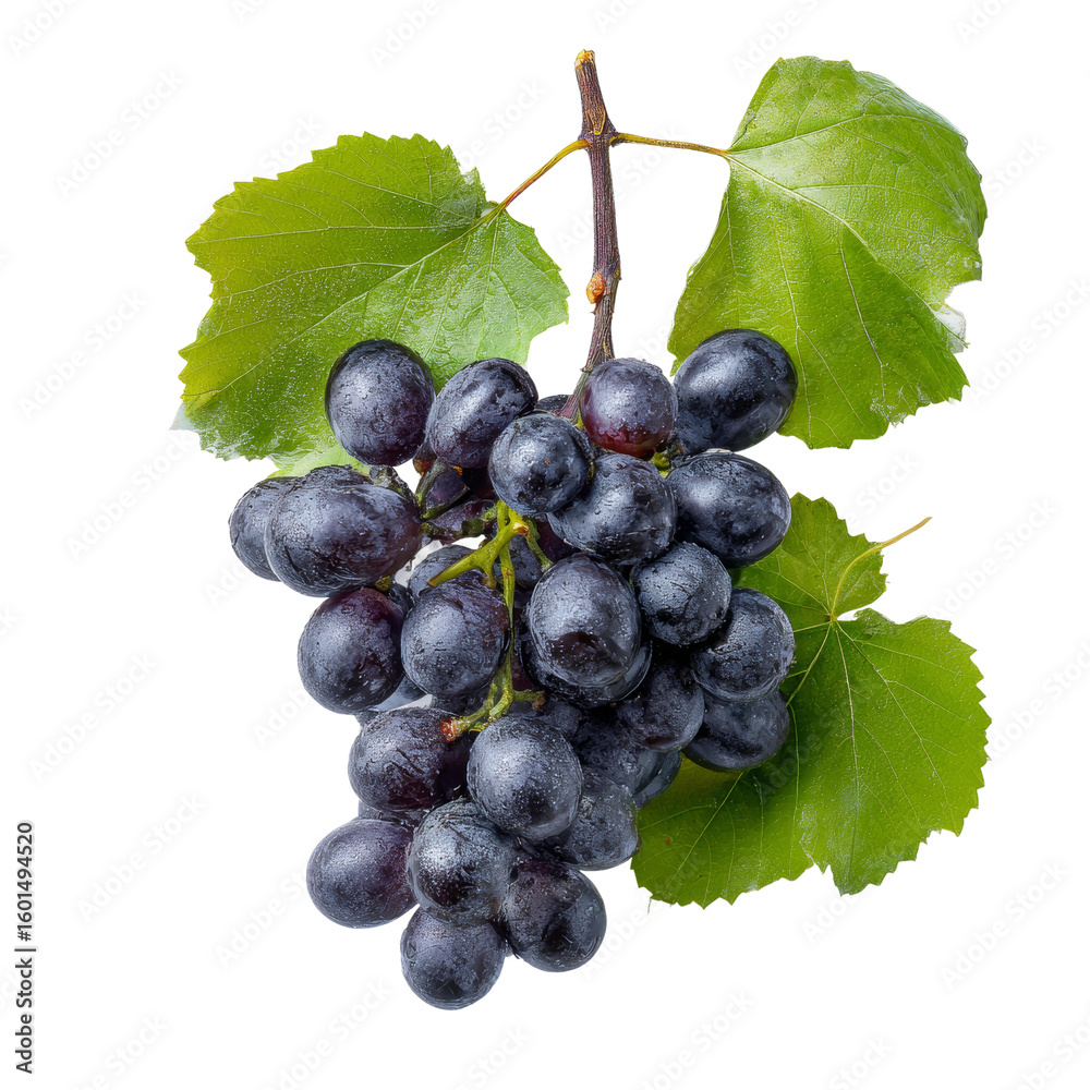 Fototapeta premium A close-up shot of a bunch of ripe, juicy grapes with leaves on a vine, showcasing nature's freshness.