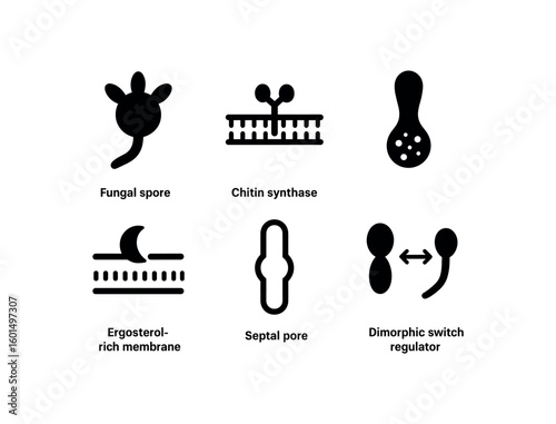 solid icon isolated fungal infection spore germination tube fungal infection chitin synthase comple fungal infection hyphal tip apparatus fungal infection ergosterol rich membrane fungal