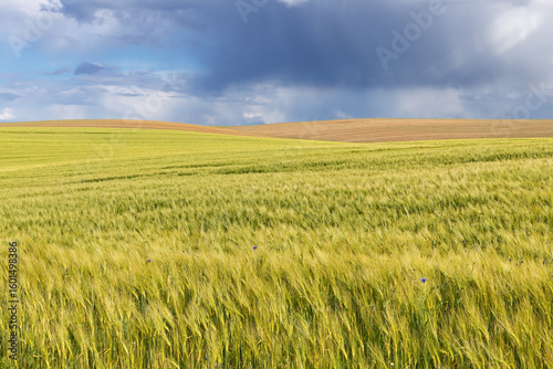 Landschaft mit Gerstenfeld im Frühling bei Rerik in Mecklenburg-Vorpommern, Deutschland. Himmel mit dunklen Wolken