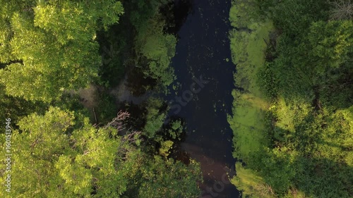 Green moss on the water