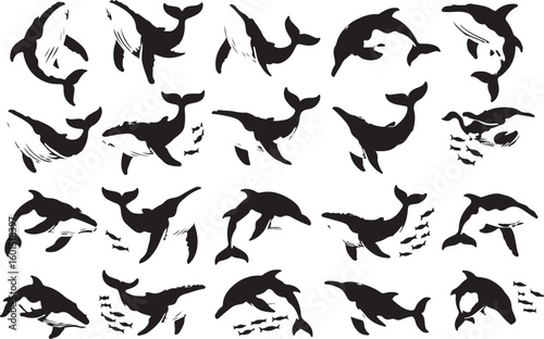 Hand drawn black and white collection of aquatic marine mammals including whales and dolphins
