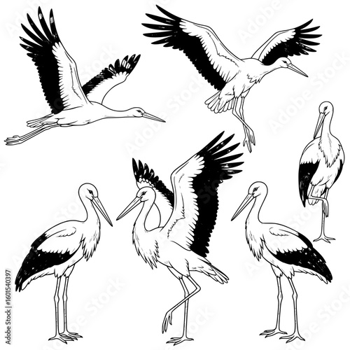This vector illustration presents six black and white storks in various poses, including flying, landing, and standing, showcasing their elegant forms and wing details.