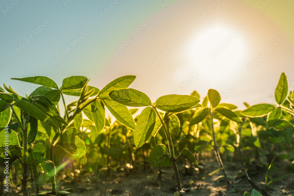 Obraz premium In a vibrant field, young soybean plants stretch towards the sun under clear blue skies, capturing the warmth of the early morning light on their leaves