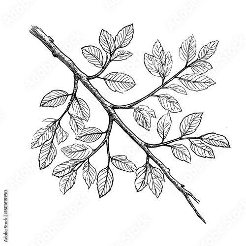 Tree branches, silhouette black and white sketch. Vector illustration. Tree crown, isolated on white background