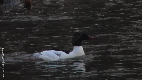Male Goosander (Mergus merganser) Flying and Swimming Upstream on a River