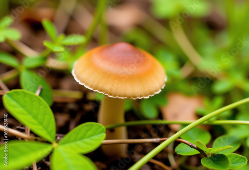 Close-up of mushroom in natural habitat