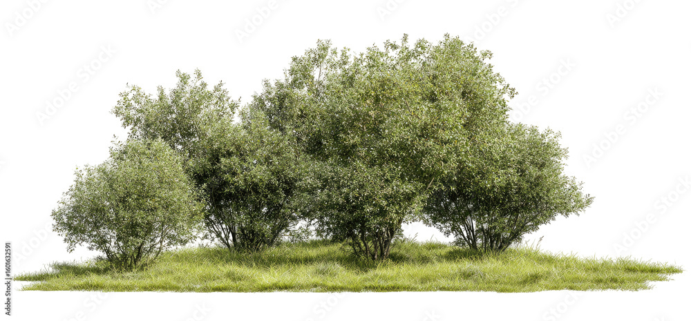 Obraz premium Lush green trees in a grassy field