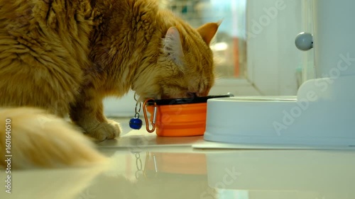 Close-Up of a Cat Enjoying a Meal from Its Dish — Ideal for Pet Food Ads or Veterinary Content
