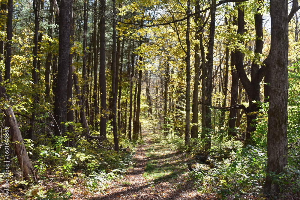 Obraz premium footpath in the woods