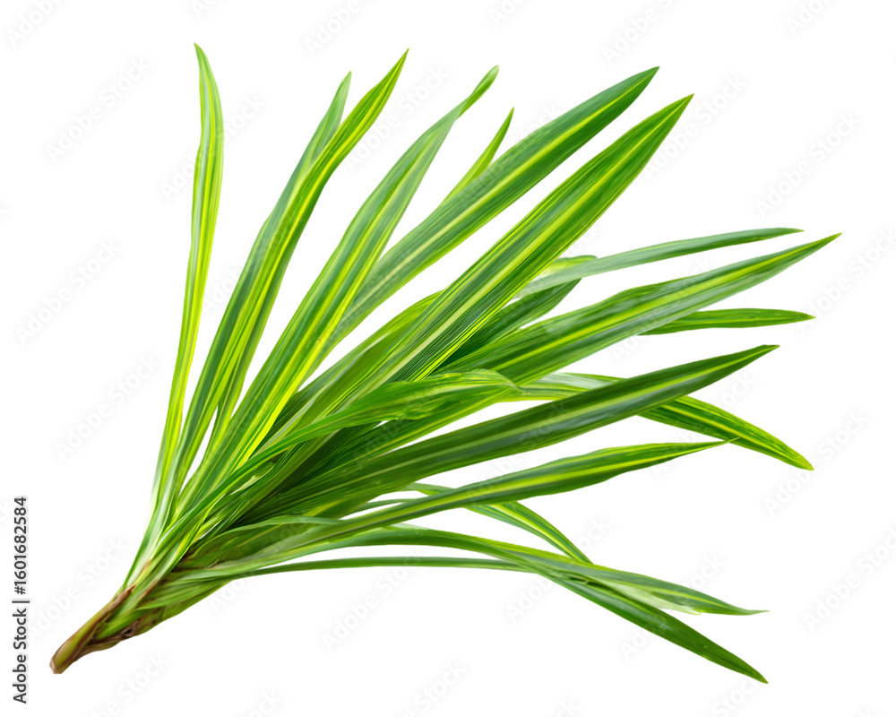 Fototapeta premium Fresh green rosemary herb sprig isolated on a white background