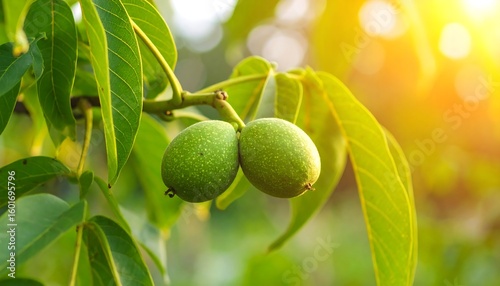 Green walnuts on a branch