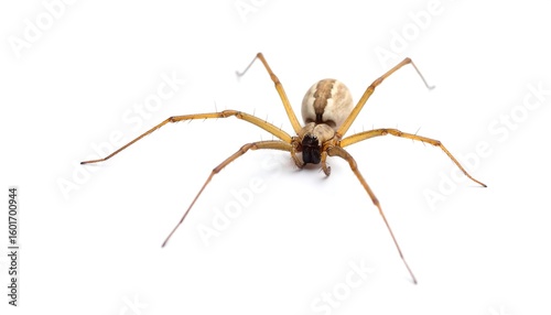 Spider, isolated, detailed view