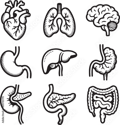 Anatomical Human Organs Sketch Set