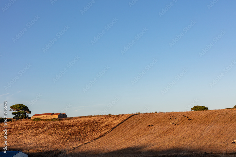Obraz premium Golden farmland at sunset in rural Portugal with distant barns, trees, and a herd of deer running across the harvested field