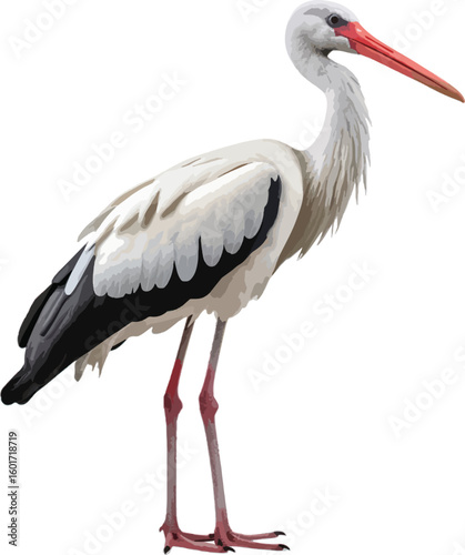 Majestic white stork with long beak and red legs standing on white background