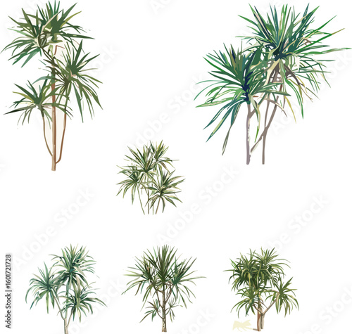 Dracaena marginata leaves in color style and no background