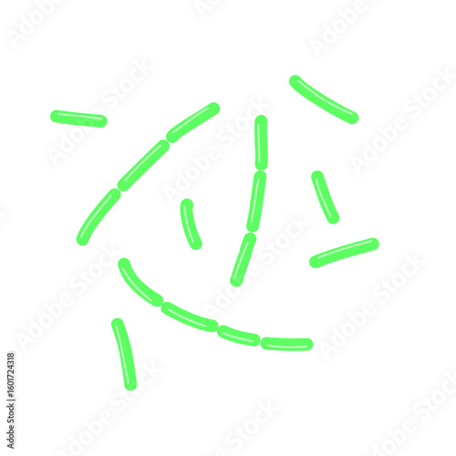 diplobacillus bacteria