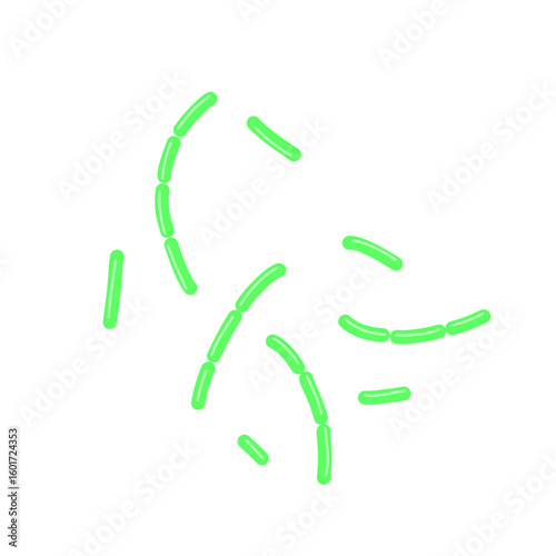 diplobacillus bacteria