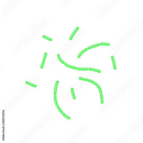 diplobacillus bacteria