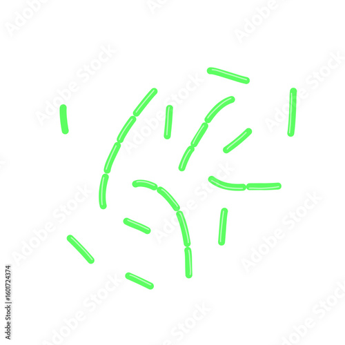 diplobacillus bacteria