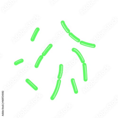 diplobacillus bacteria