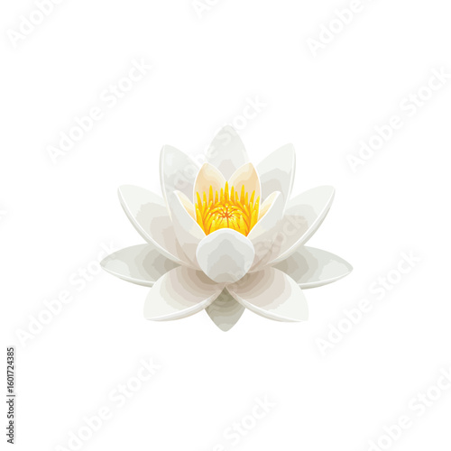 White Water Lily Flower Botanical Illustration Yellow Stamen Aquatic Plant Nature Image