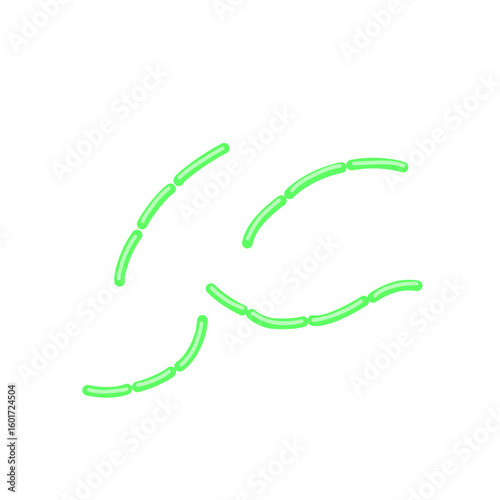 diplobacillus bacteria