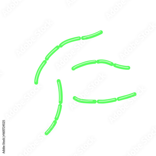 diplobacillus bacteria