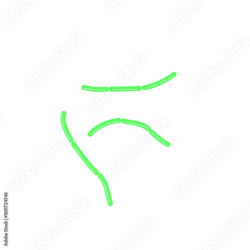 diplobacillus bacteria