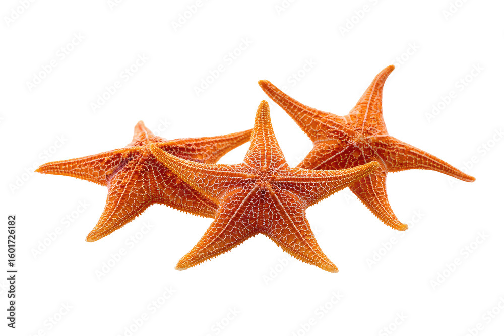 Close-up of three orange starfish (2) Close-up of three orange starfish (2)