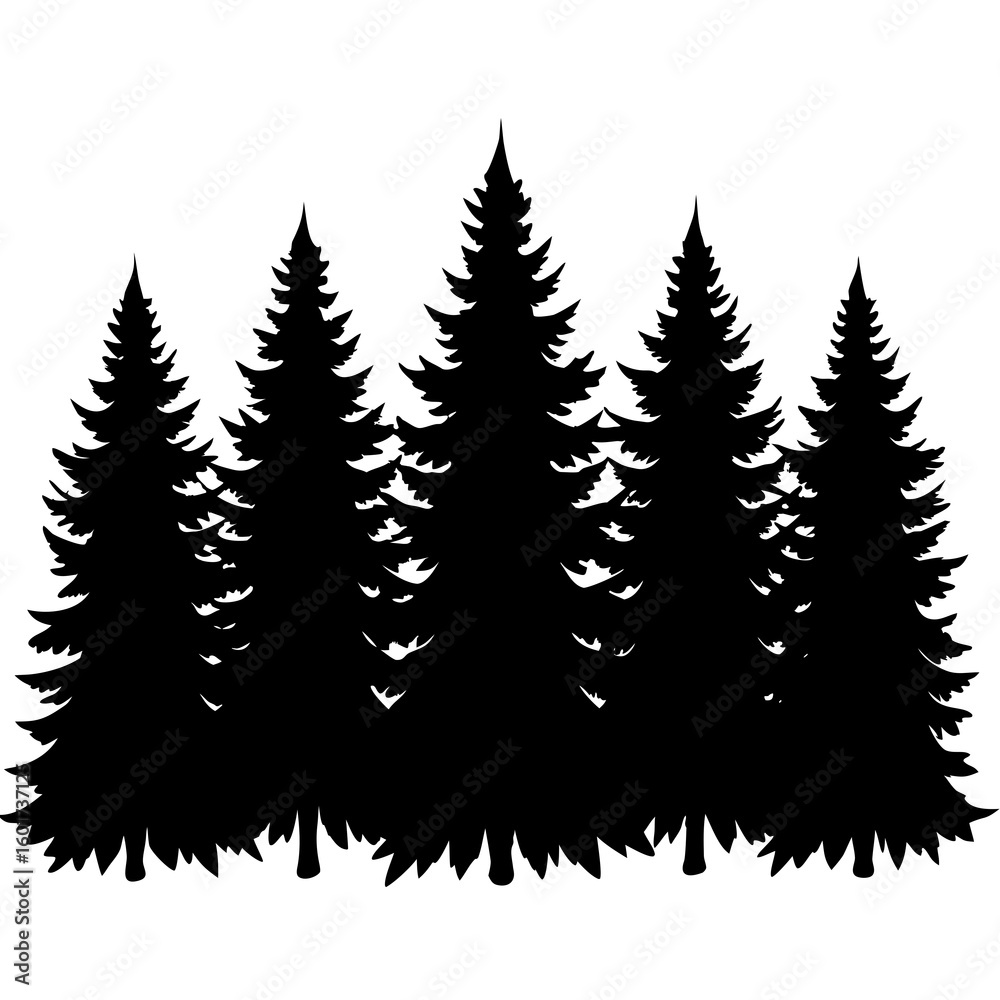 Fototapeta premium Silhouette of a group of evergreen pine trees in a forest