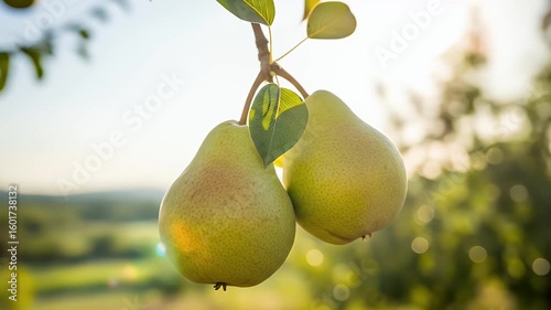 Hanging Green Pears on Tree Branch in Orchard Close-Up