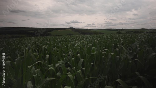 Corn plants grow on a sloped field under cloudy sky. Rural life and natural weather mood in countryside Ukraine.
