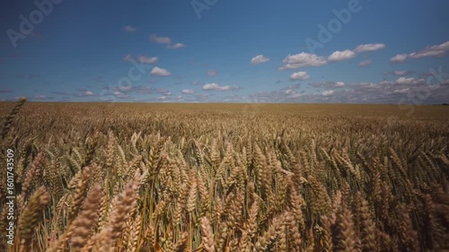 Golden cereal field waves intensely in strong wind. Dynamic natural texture with motion, power, and rhythm.