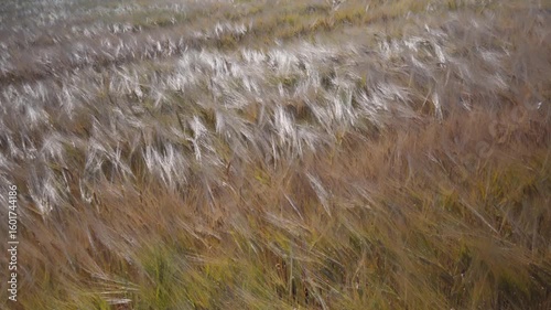 Wide shot of cereal field forming waves from powerful wind gusts. Energetic nature pattern and dramatic texture.