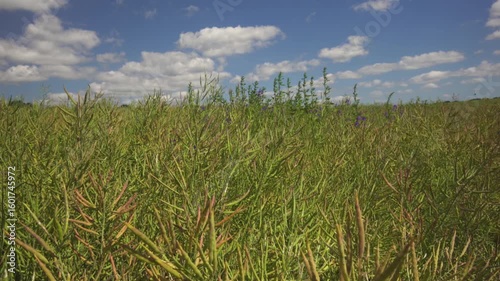 Lush green bean field in bloom, mixed with colorful wildflowers. Natural beauty, farming and biodiversity blend.