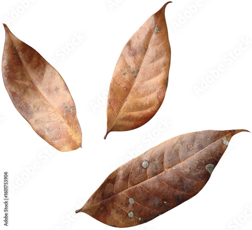 Foto Three dry leaves falling, isolated on white background