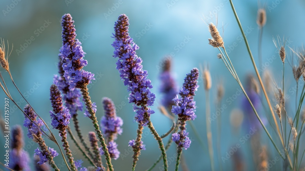 Fototapeta premium Serene Lavender Meadow at Sunset