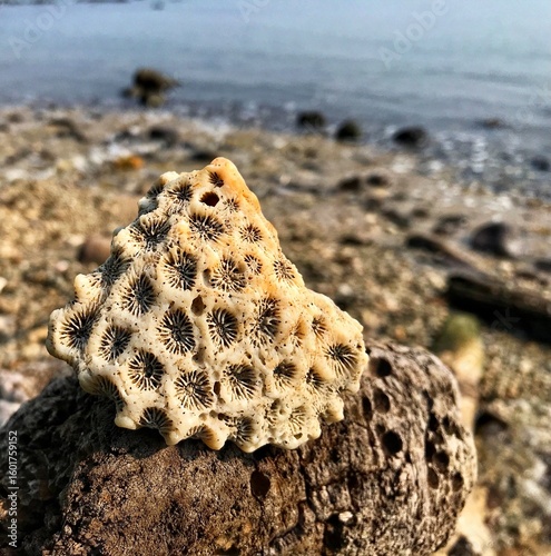 Blur background, This coral reminds us of the hidden beauty on the seabed