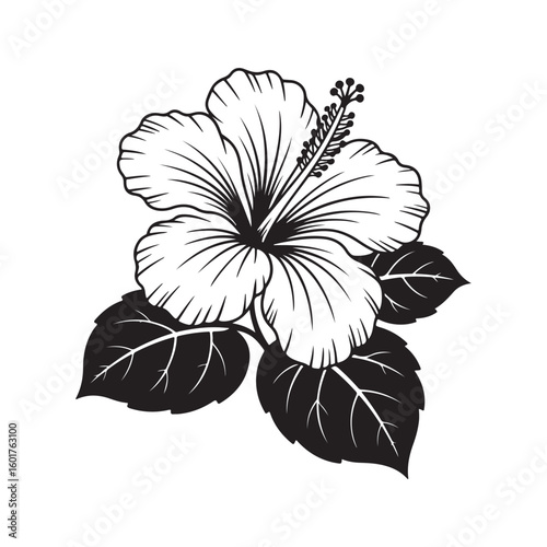 Black and white hibiscus flower with leaves bloom petal