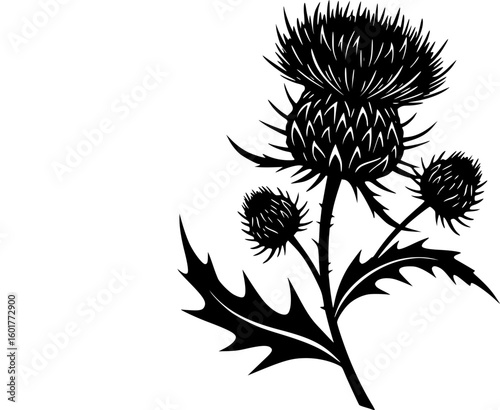 Thistle Flower Illustration Black Silhouette of Scottish Thistle with Leaves and Stem
