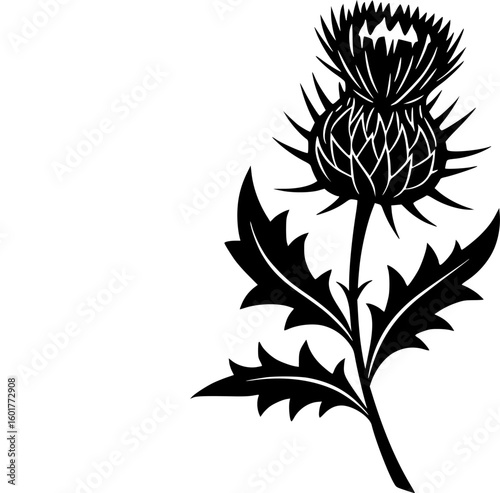 Thistle Flower Illustration Black Silhouette of Scottish Thistle with Leaves and Stem
