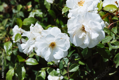 Εκτύπωση καμβά Close up background of white rose Sally Holmes flowers