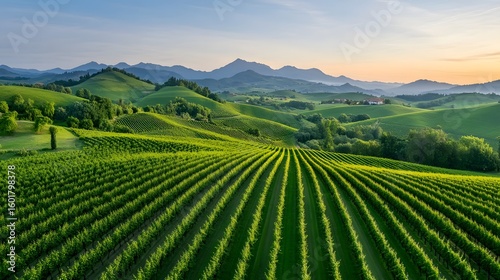 Wallpaper Mural Expansive green vineyard rows stretching across rolling hills under a soft clear sky at dusk Torontodigital.ca