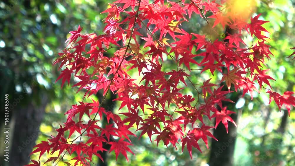 秋風に揺れる燃えるように真っ赤に紅葉した楓のクローズアップ 4K 秋風に揺れる燃えるように真っ赤に紅葉した楓のクローズアップ 4K