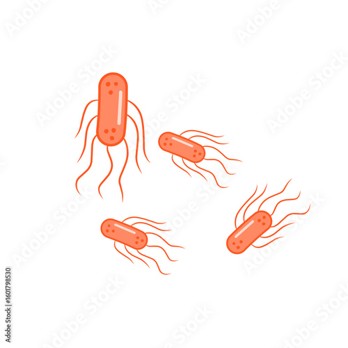 salmonella bacteria