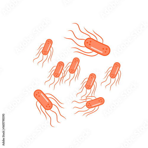 salmonella bacteria